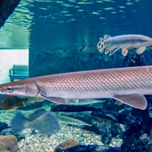 Rockford Aquarium Makes a Splash