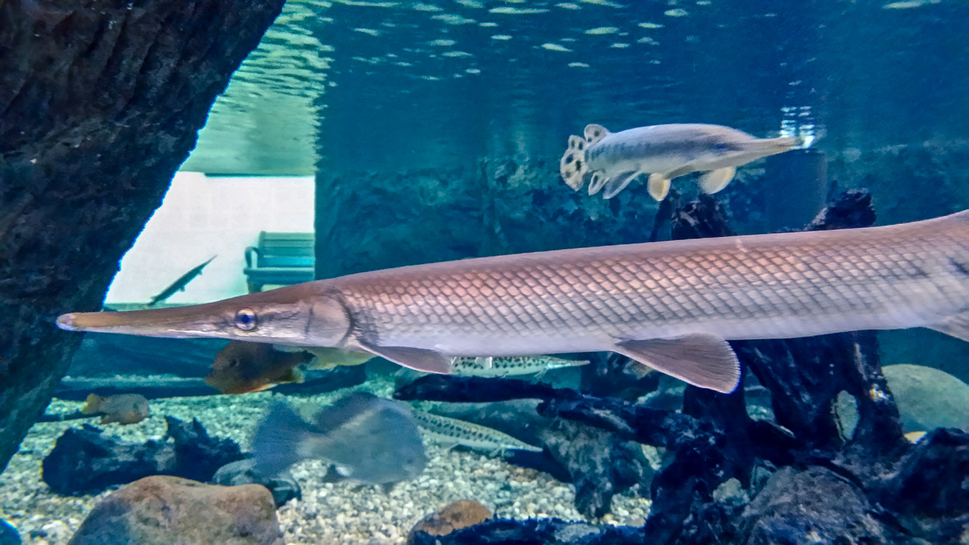 Rockford Aquarium Makes a Splash Rock River West Casino Group